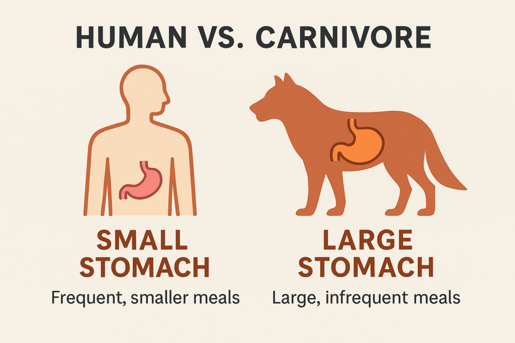 humans naturally plant-based eaters