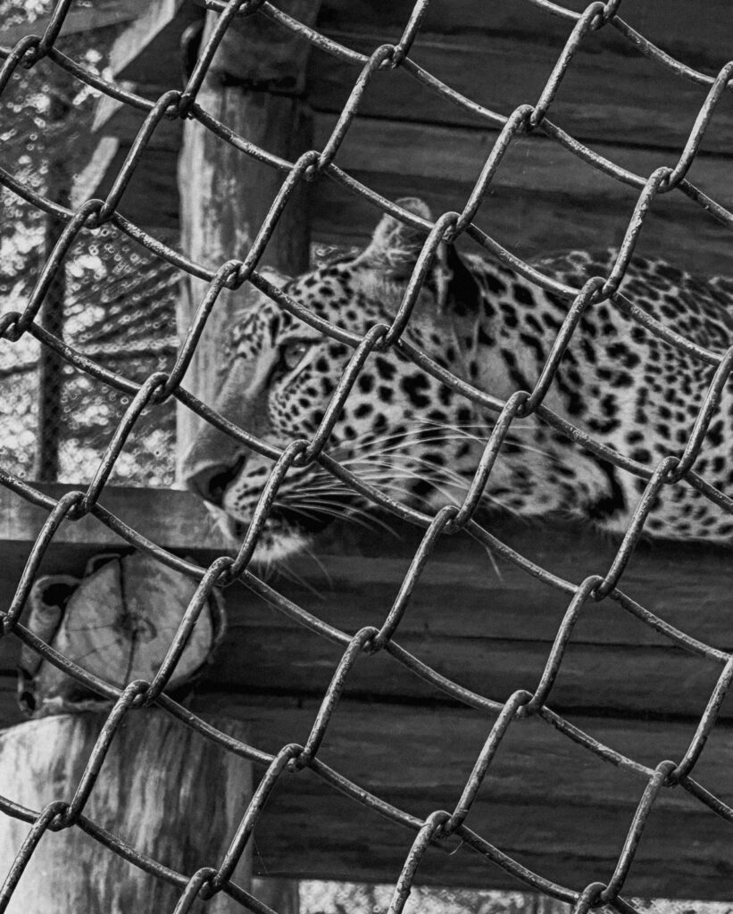 Why Zoos Are Cruel
