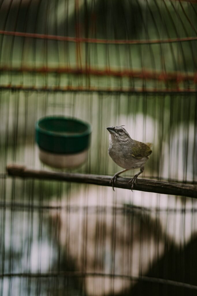 Why Zoos Are Cruel