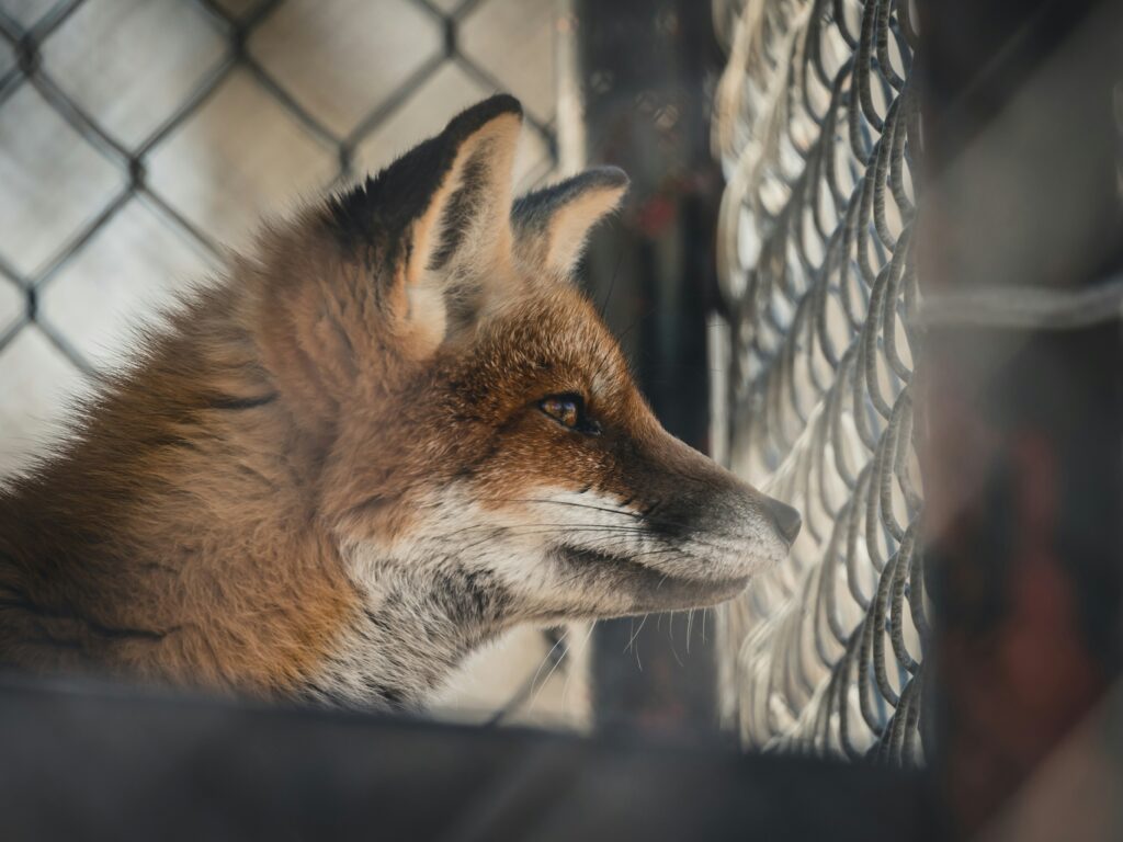 Why Zoos Are Cruel