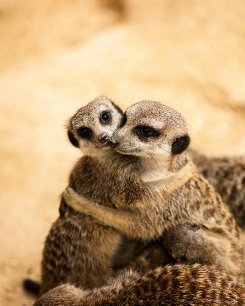 Why Zoos Are Cruel